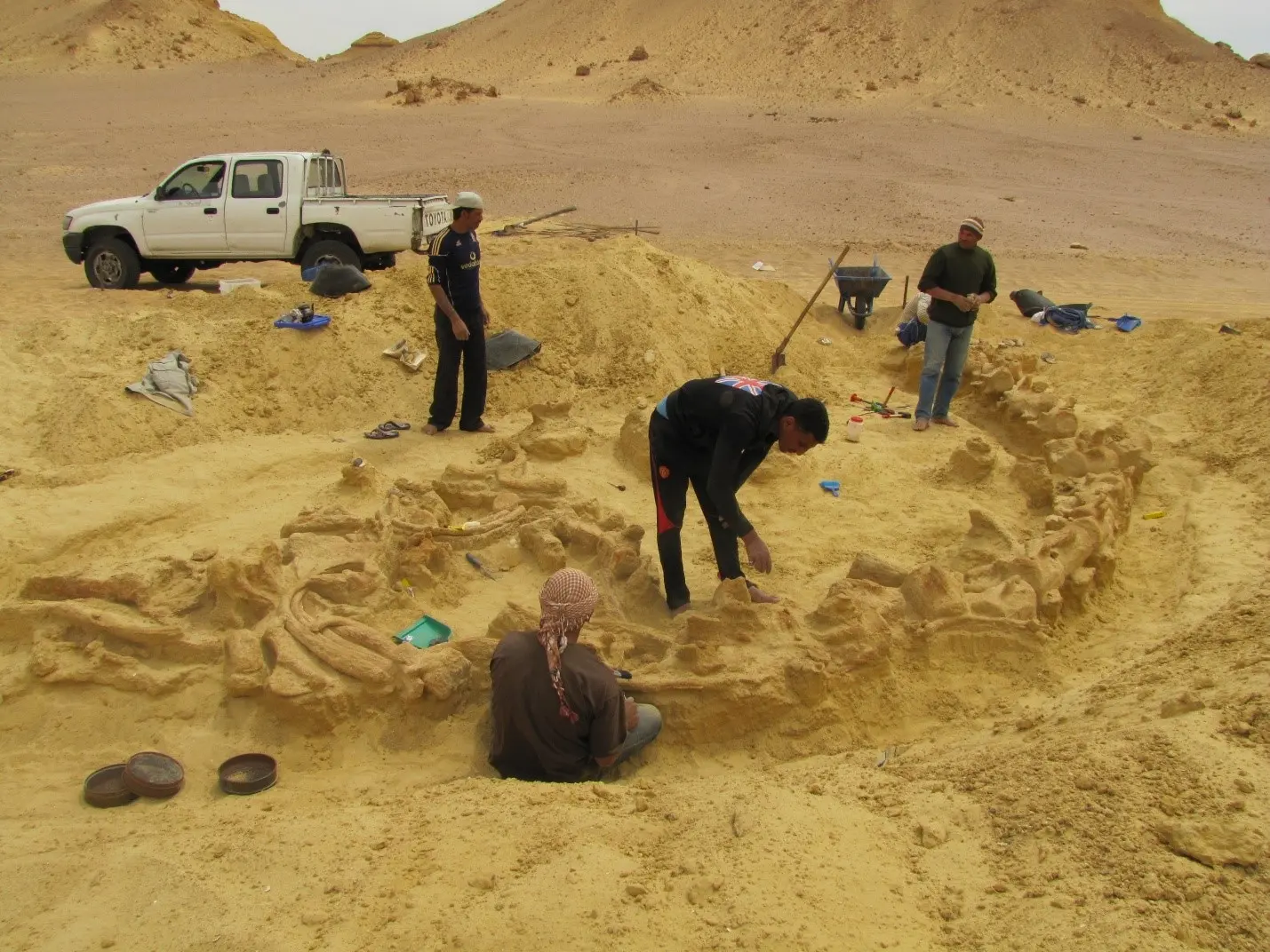 Wadi El Hitan - Excavation