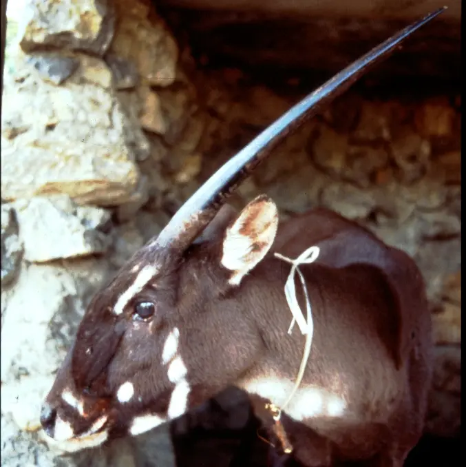 The only live adult Saola ever seen by the outside world. This female was captured in 1996 in Laos by local villagers, and transferred to a nearby menagerie, but survived only a few weeks. Copyright 1996 by W. Robichaud/WCS.