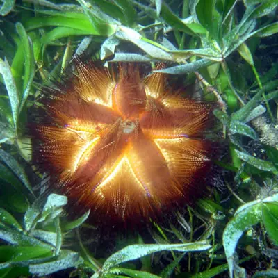 Sea urchin in sea grass