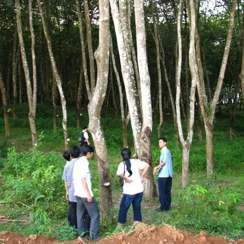 Lao researchers take a look at a smallholder rubber plantation outside Jinghong, Xishuangbanna.
