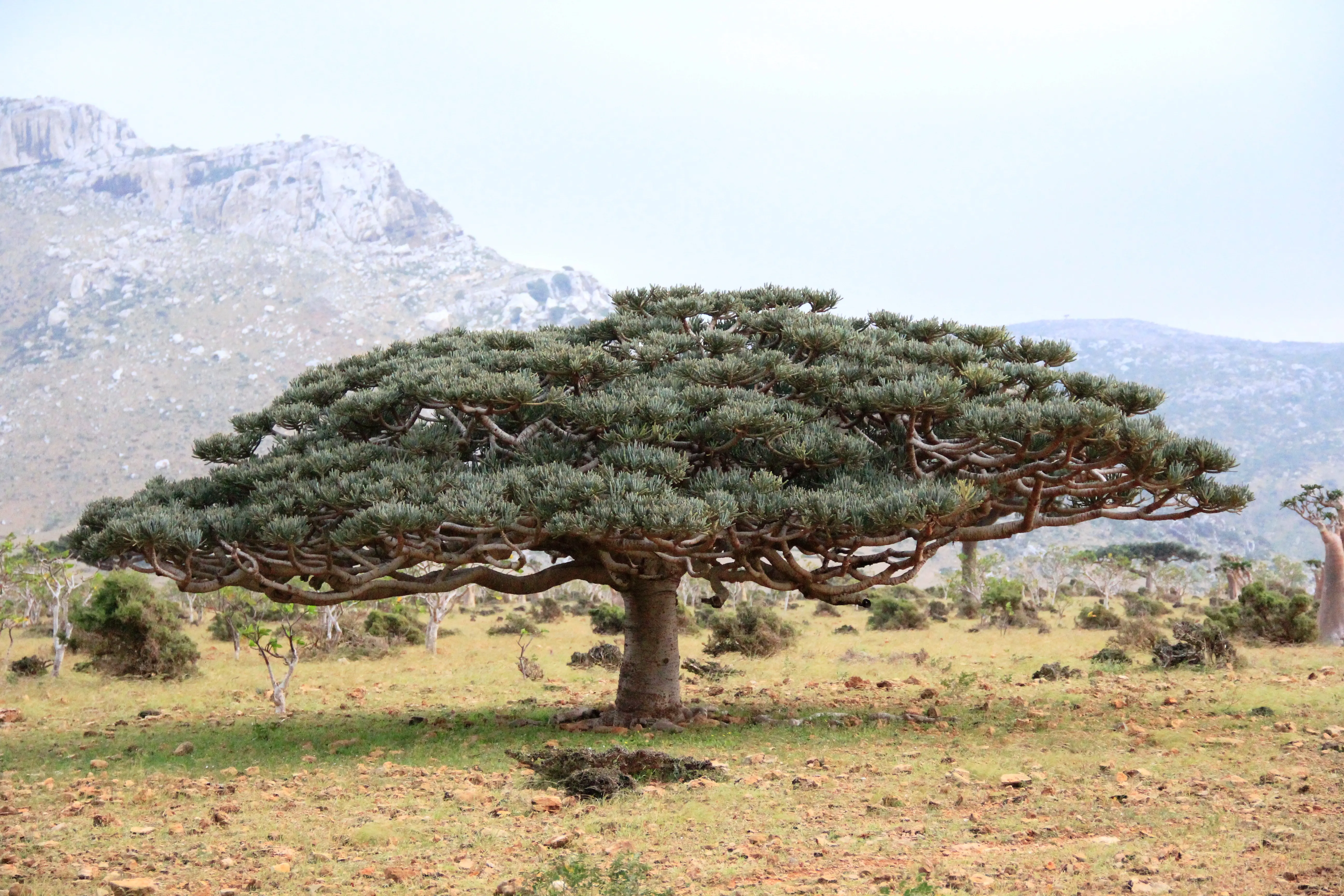 Socotra World Heritage Site