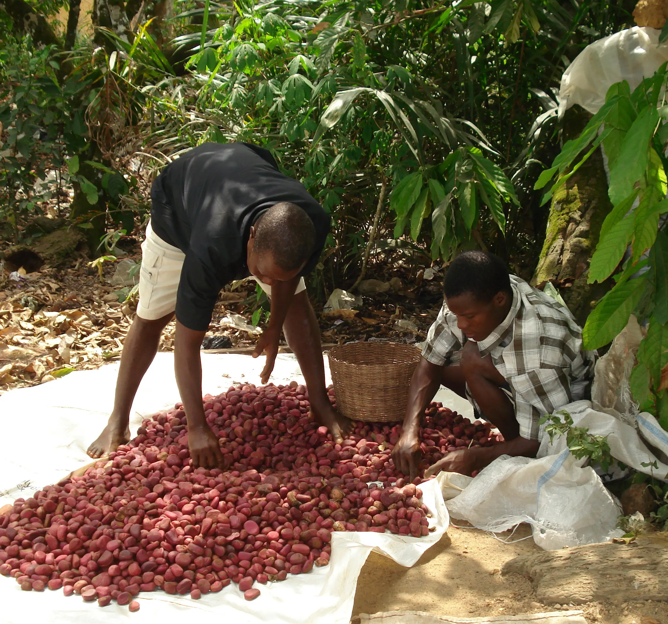 Sorting cola  nuts, Ghana