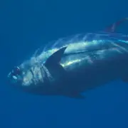 Thunnus obesus or Bigeye tuna.