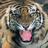 Sumatran Tiger with visible snare wounds,
Medan Zoo, North Sumatra, Indonesia