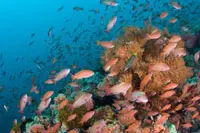 An explosion of marine life surrounds healthy coral reefs in the Philippine's Verde Island Passage.