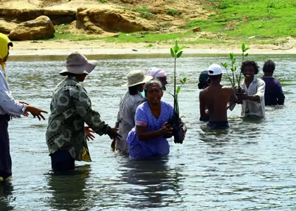 Mangrove restoration in Sri Lanka