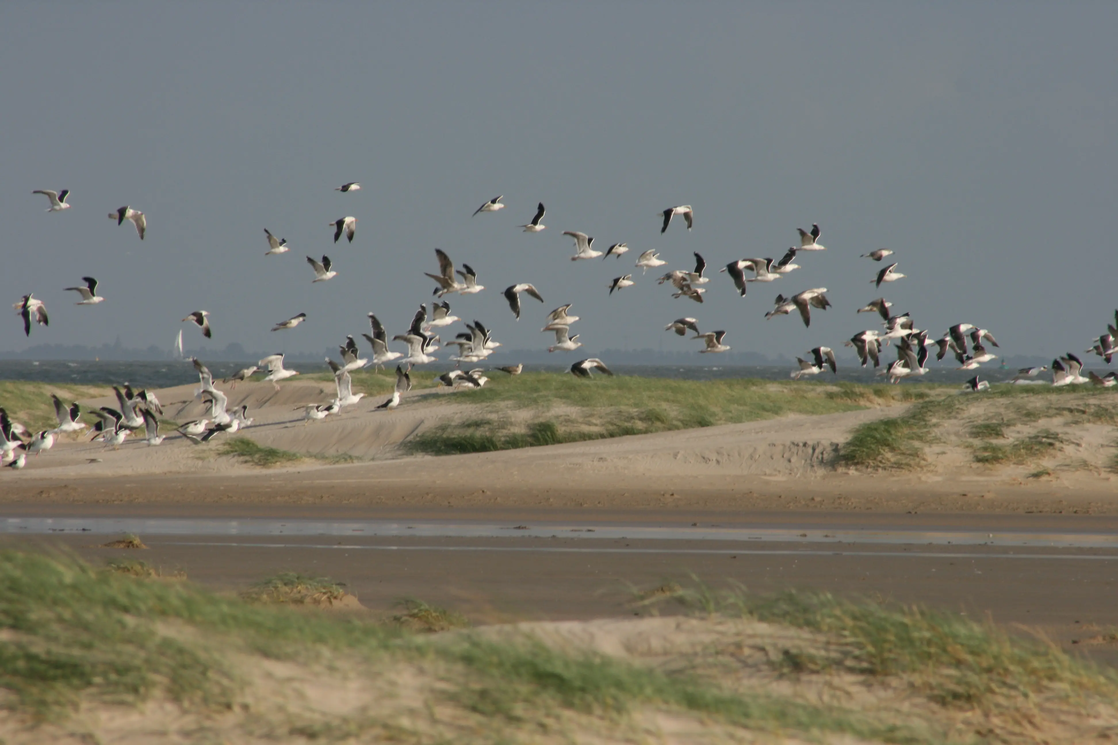 The Wadden Sea became the 200 natural site on the World Heritage List.