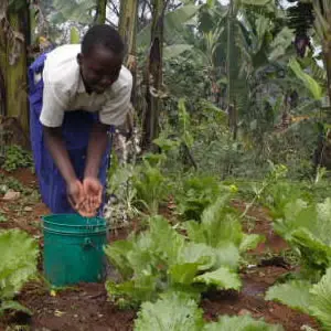Watering a school vegetable garden on the slopes of Mount Kilimanjaro, Tanzania. IUCN and partners are promoting water education so that future generations can benefit from development based on sustainable and equitable use of water.