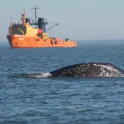 Western Gray Whale and ship.