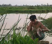 Groundwater dependant ecosystems support livelihoods in Vietnam