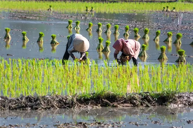 Women harvesting rice, Vietnam