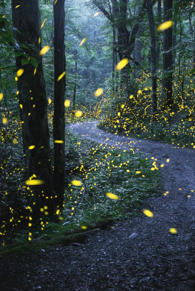 Fireflies Radim Schreiber