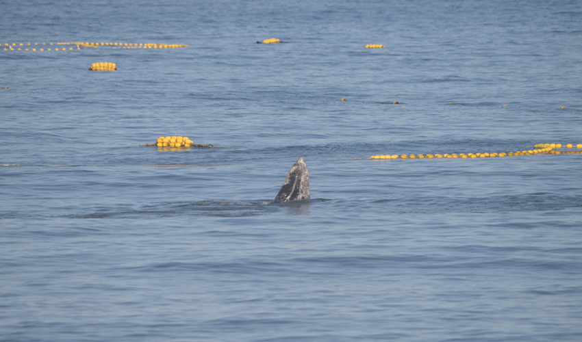 Western gray whale and salmon set nets near Sakhalin Island